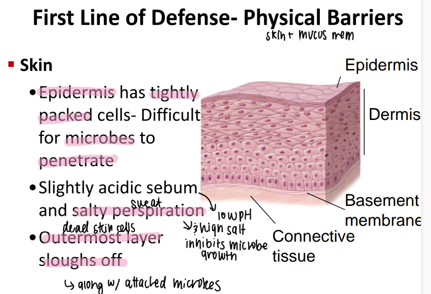 <p><u>tightly packed</u> epidermis = hard to puncture!</p><p>acidic <u>sebum </u>+ salty <u>sweat </u>= inhibits growth</p><p>outermost skin cells die off!</p>