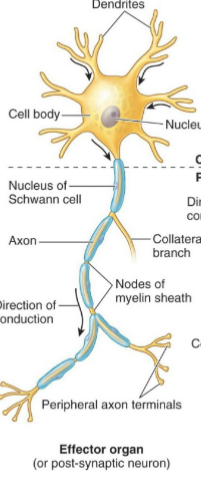 <p>Efferent neuron type, axon branching</p>