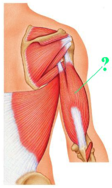 <p><span>Identify the indicated muscle.</span></p>