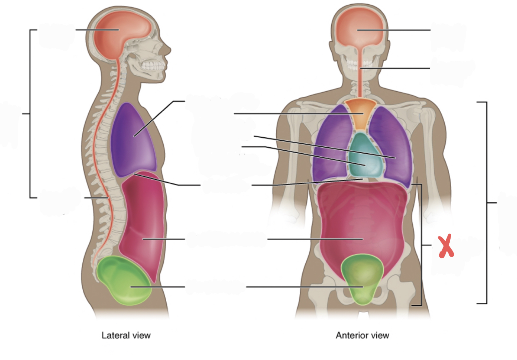 <p>contains the abdominal and pelvic cavities</p>