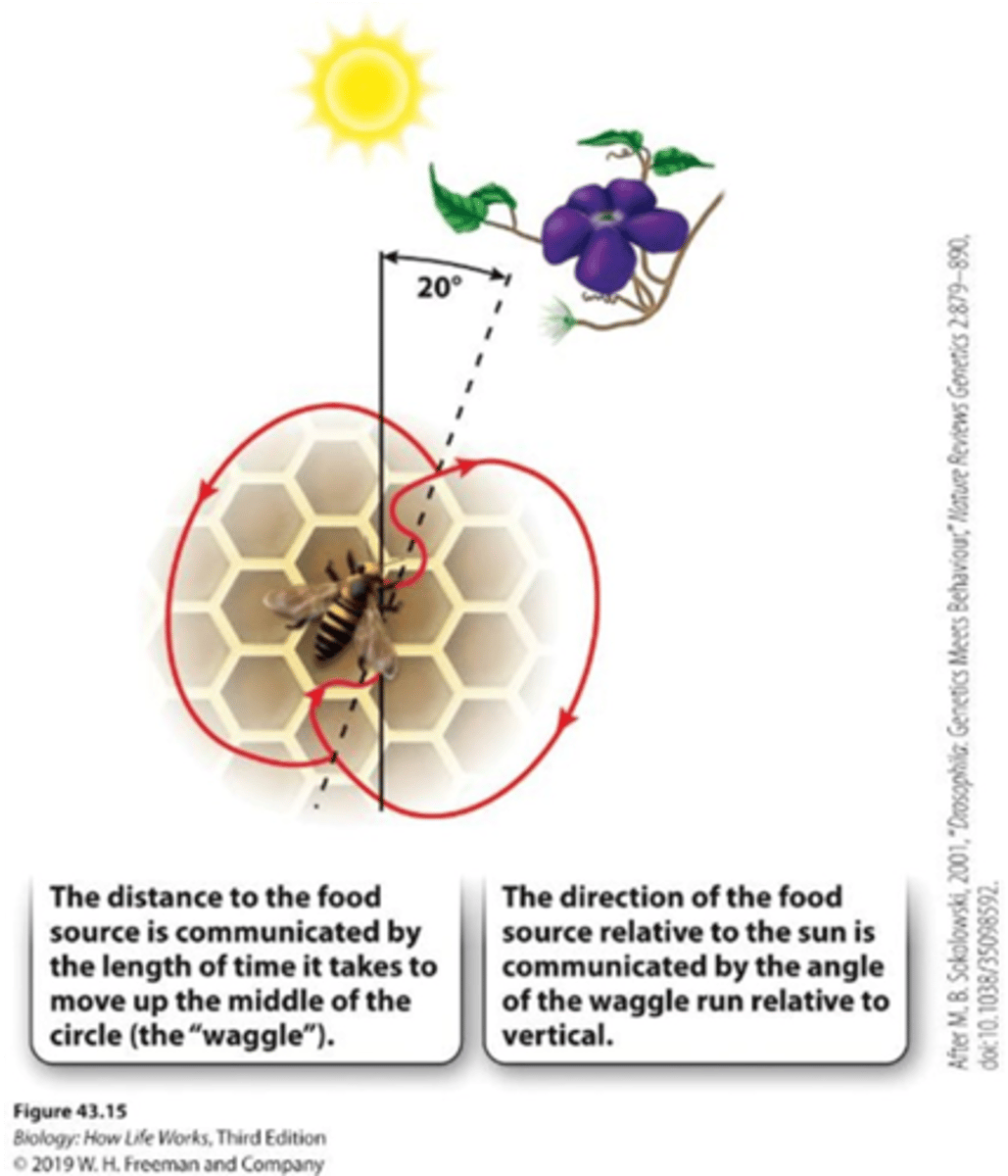 <p>In honey bees, a dance performed if the food source is more than 50m away</p><p>- The distance to the food source is communicated by the length of time it takes to move up the middle of the circle</p><p>- The direction of the food source relative to the sun is communicated by the angle of the waggle run relative to vertical</p>