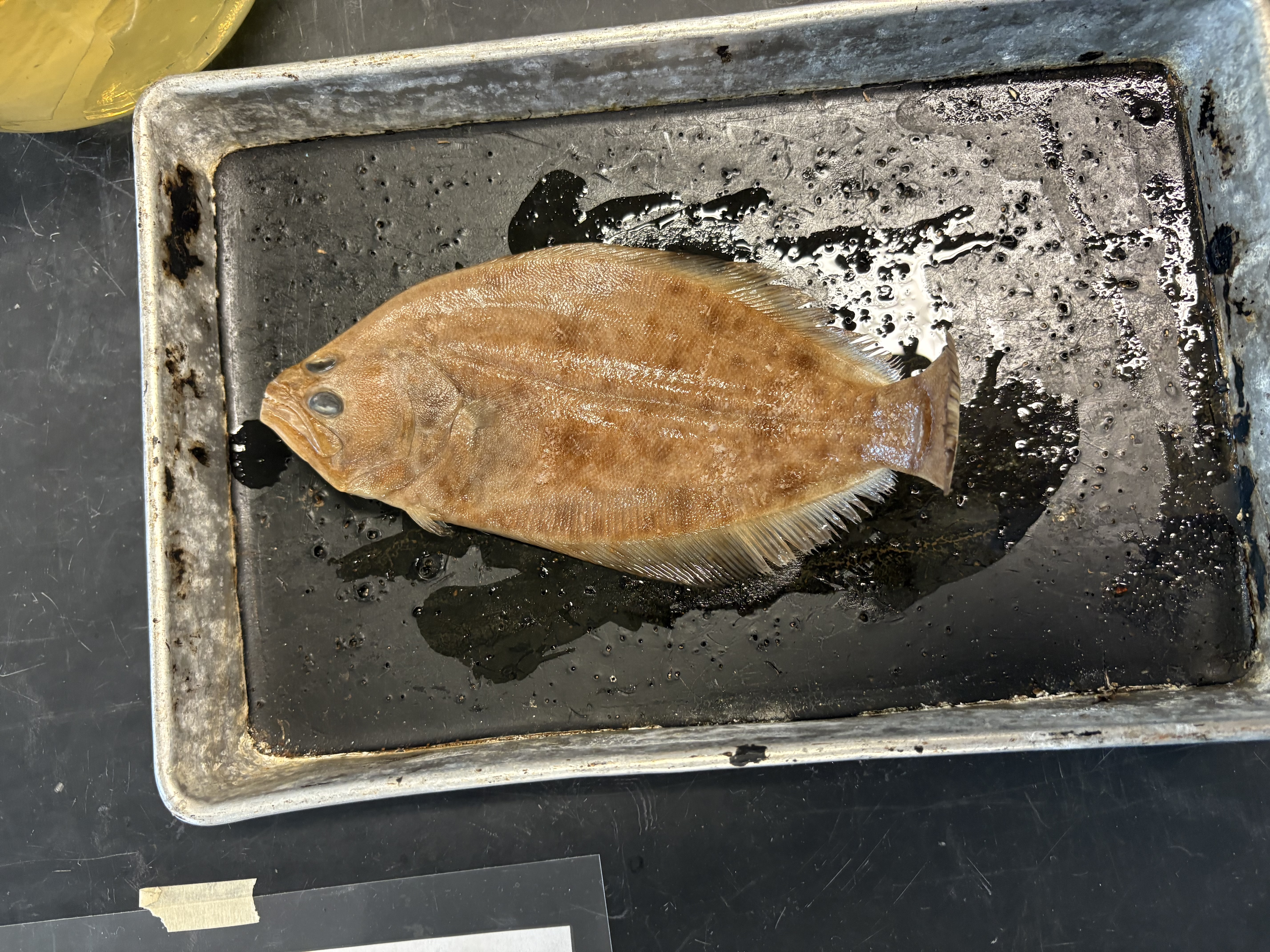 <p>name the superclass, class, order, and common name of this organism</p>