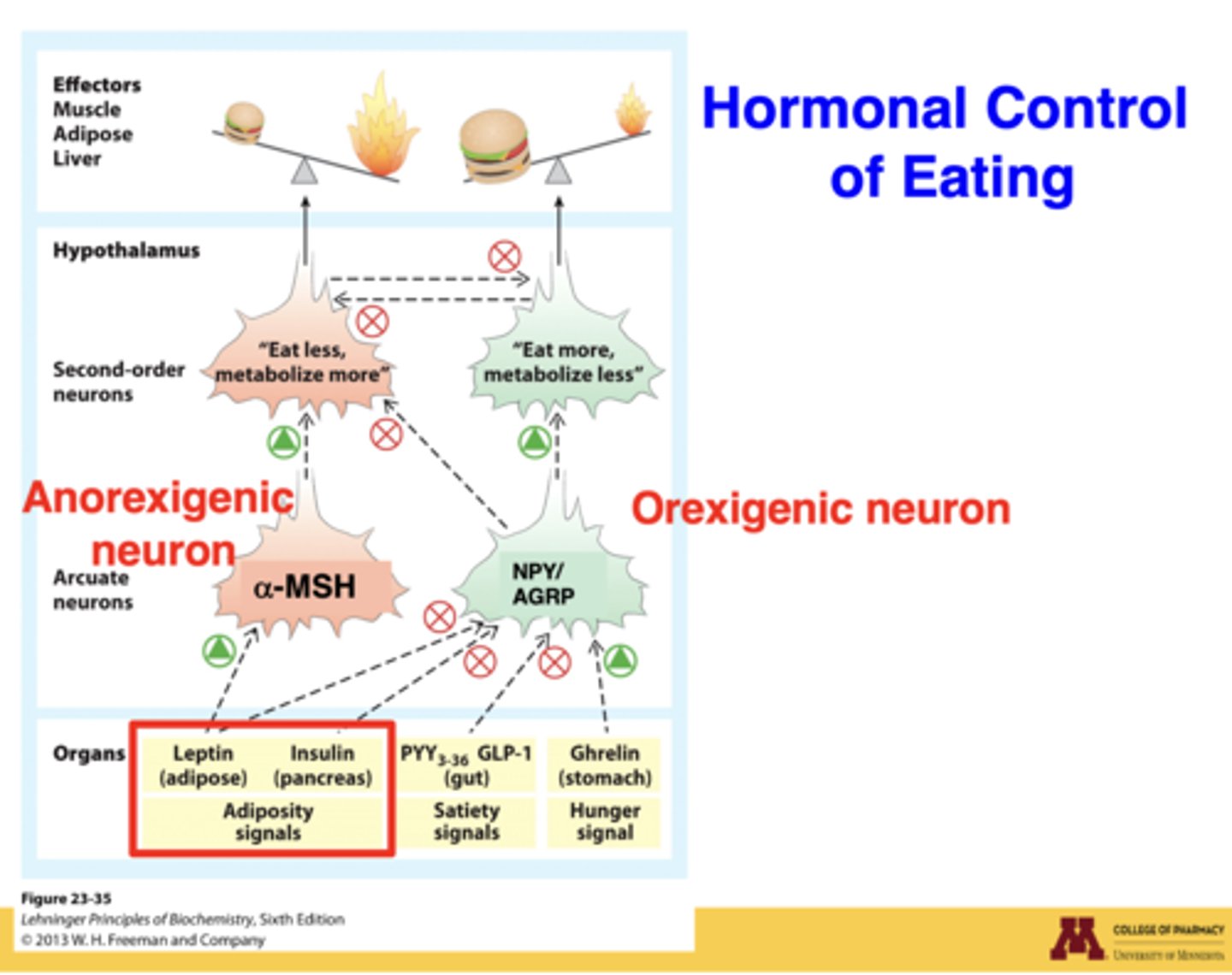 <p>in insulin-resistant states, exogenous insulin → hypoglycemia → rebound hunger</p><p>Also insulin resistance disrupts CNS satiety signaling</p>