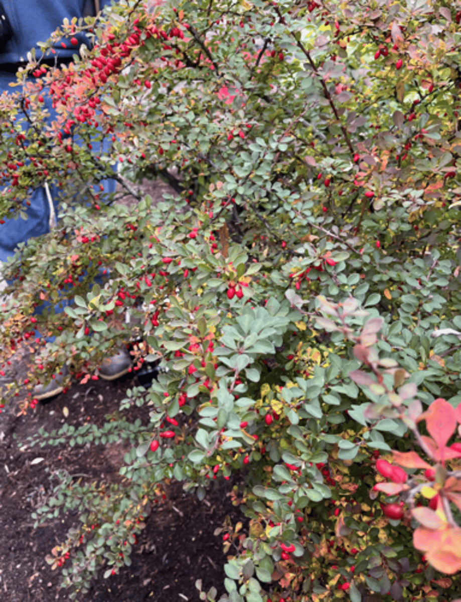 <p>spines, small spatulate leaf, barrier plant, narrow at base obovate at tip</p>