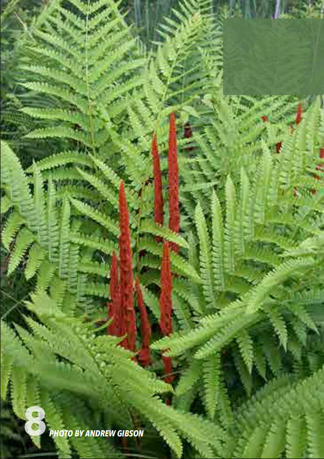 <p>Royal Fern; Osmundaceae</p>