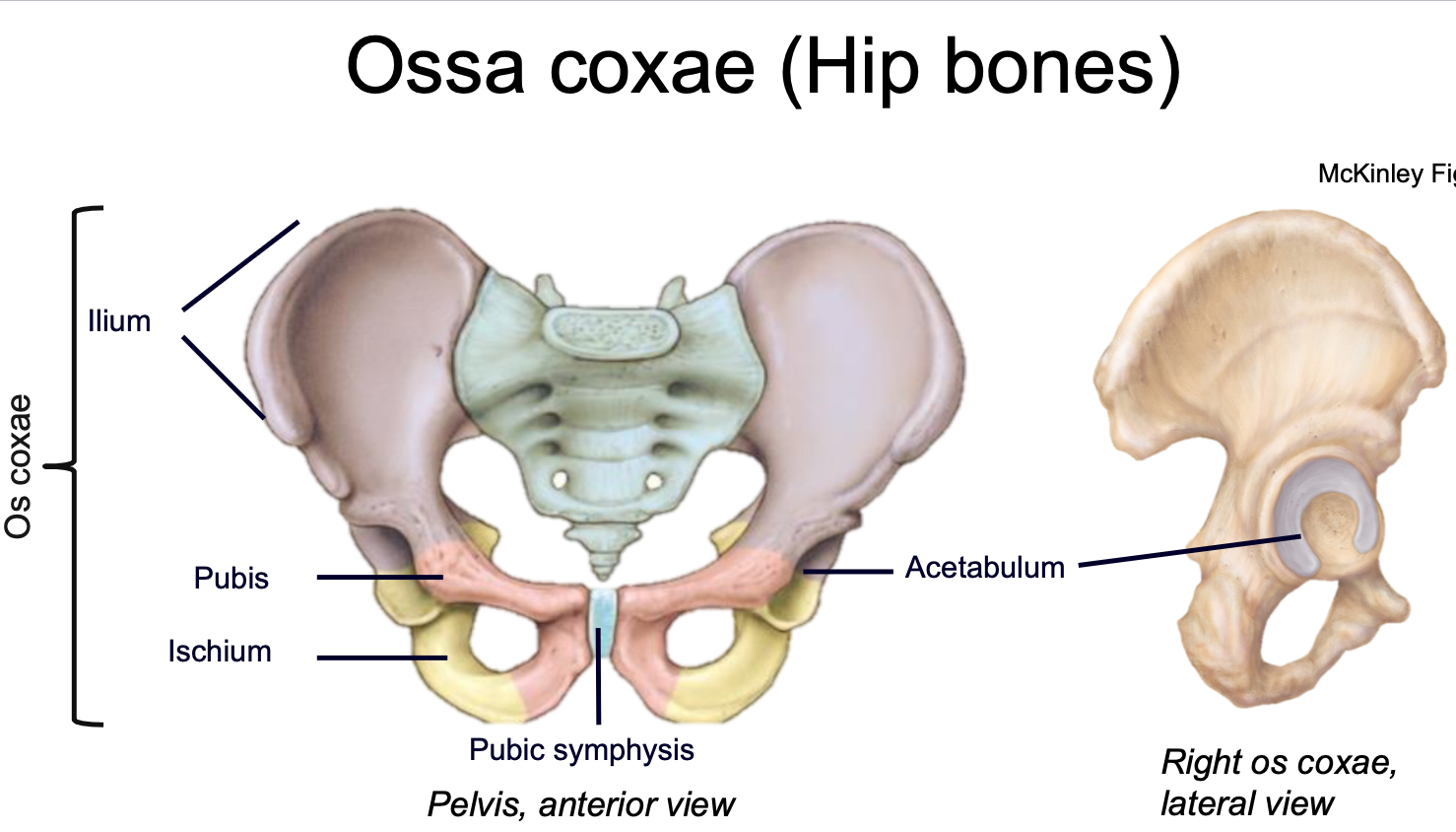 1. AKA Hip bones 
2. Appendicular skeleton 
3. Found in pelvis 
4. Consists of three bones that fuse by adulthood 
- Ilium 
- Ischium
- Pubis