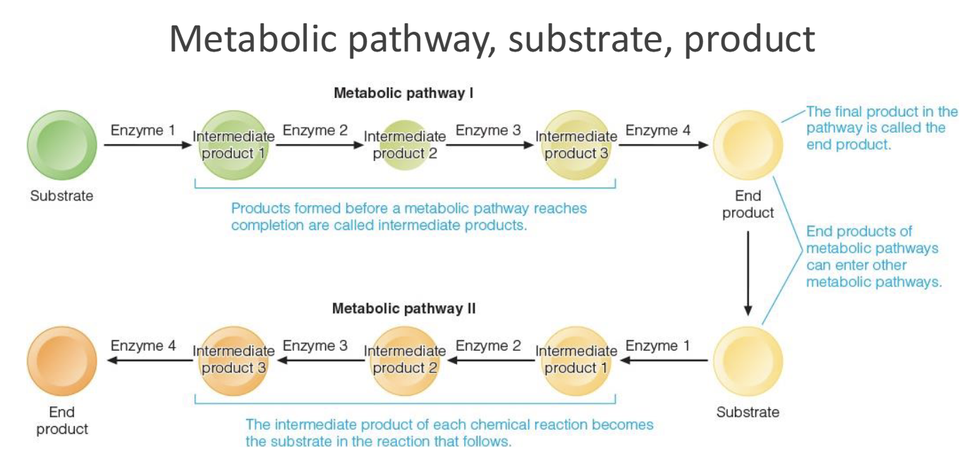 <p>Catabolic reactions(favorable) are coupled with anabolic reactions(unfavorable standalone)</p>