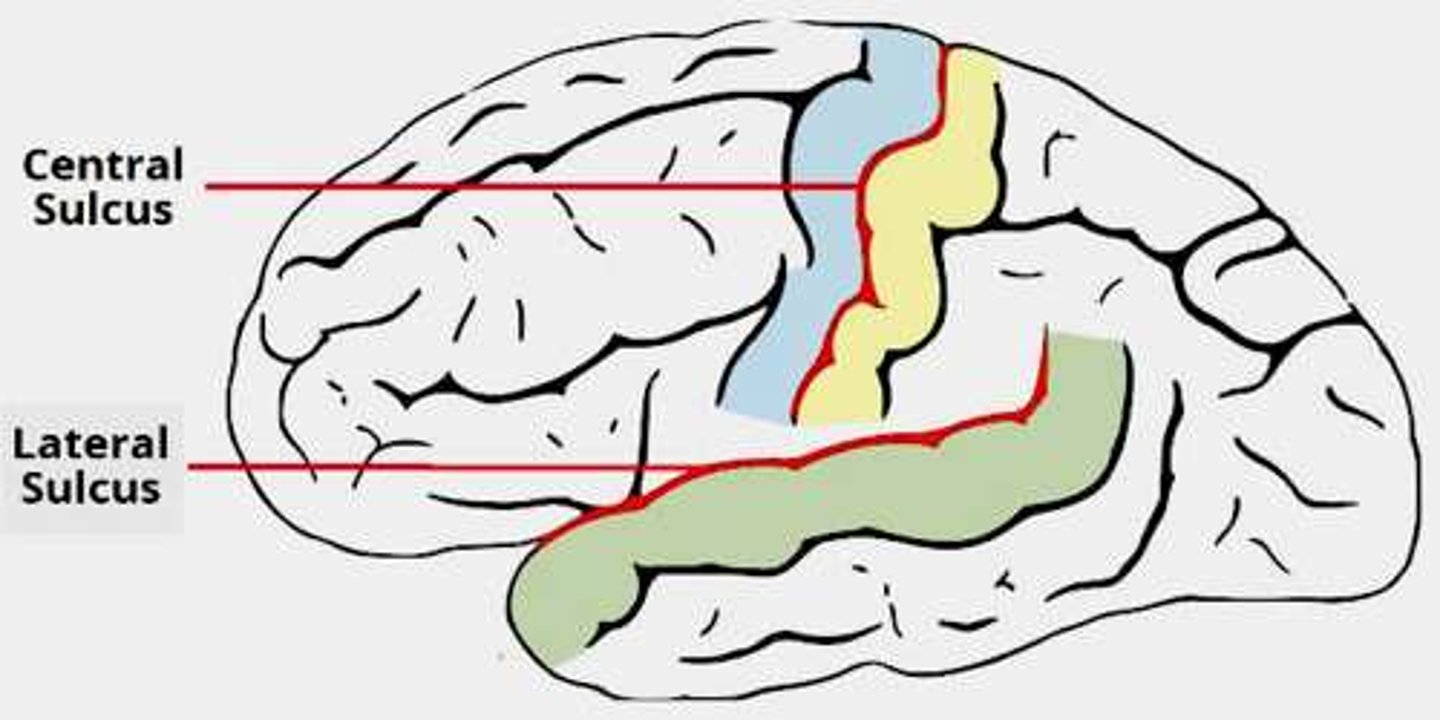 <p>- górno-boczna</p><p>- płat czołowy od ciemieniowego</p><p>- w połowie długości brzegu górnego</p>