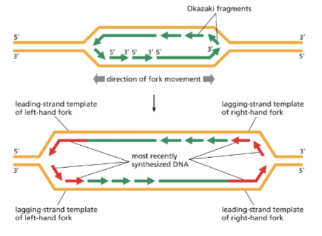 <ul><li><p>CONTINUOUSLY AND DISCONTINUOUSLY AT EACH REPLICATION FORK!</p></li><li><p>THE LEADING STRAND IS CONTINUOUSLY SYNTHESIZED</p></li><li><p>LAGGING STRAND SYNTHESIS IS DISCONTINUOUS</p></li><li><p>OKAZAKI FRAGMENTS ARE THE SHORT SEGMENTS OF DNA THAT ARE LATER JOINED TOGETHER</p></li></ul><p></p>
