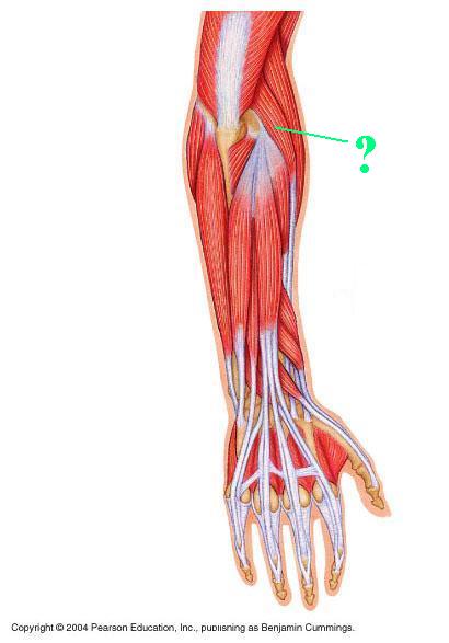 <p><span>Identify the indicated muscle</span></p>