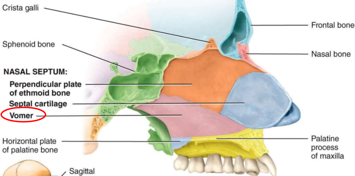 <ul><li><p>single bone</p></li><li><p>forms the inferior/posterior part of the nasal septum</p></li></ul>