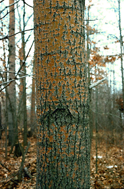<p>Which member of the Populus family has bark that is ridged with diamond shaped lenticels? </p>