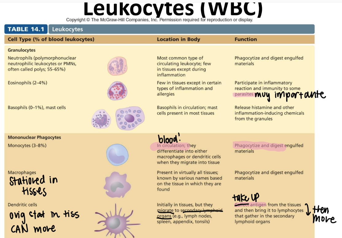 <p>DIFFERENTIATE into macrophages/ dendritic cells when they move from the blood INTO the tissue. </p><ul><li><p>eat and digest </p></li><li><p>mononuclear phagocyte! (leukocyte since it’s a WBC) </p></li></ul>