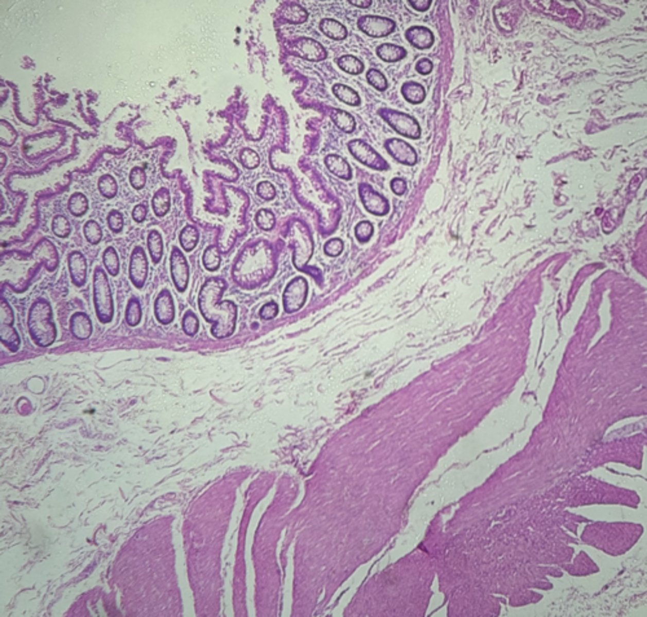 <p>name the tissue</p>