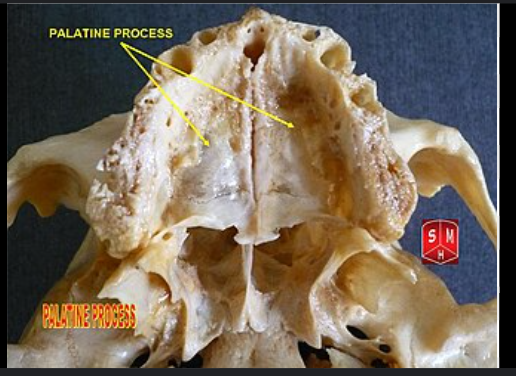 <ul><li><p>The maxilla is a paired bone.</p></li><li><p>It is made up from 2 symmetrical bones.</p></li><li><p>Each bone consists of a body and 4 processes which includes:</p><ul><li><p>Zygomatic</p></li><li><p>Frontal</p></li><li><p>Alveolar</p></li><li><p>Palatine.</p></li></ul></li></ul><p></p>