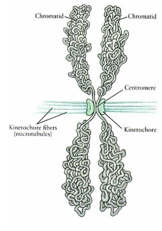 <p>spindle fibres centre</p>