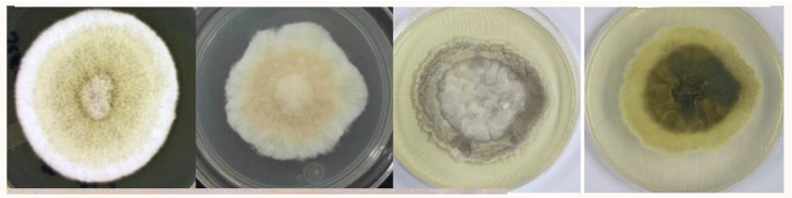 <ul><li><p><span><span>Formerly Pseudallescheria boydii</span></span></p></li><li><p><span><span>Mature in 7 days</span></span></p></li><li><p><span><span>White, spready cottony, aerial mycelium turns gray to dark brown as it ages</span></span></p></li><li><p><span><span>Reverse – white changing to black</span></span></p></li><li><p><span><u><span>Asexual state grows in presence of Cyclohexamide</span></u></span></p></li></ul><p></p>