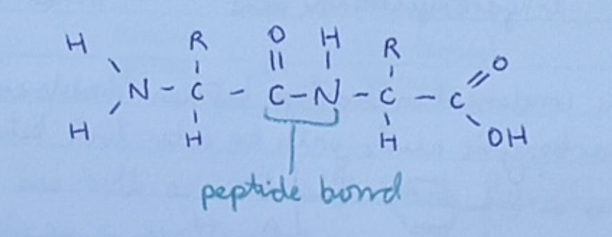 <p>A polypeptide is formed from many amino acids with amides (peptide bonds) between the amino acids. H2N- CONH -COOH</p>