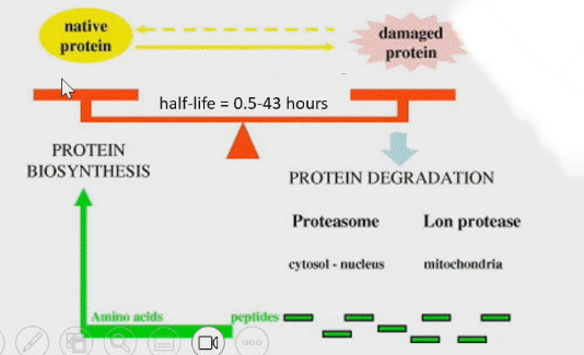 <ul><li><p>Don’t let figure mislead you to think you never need to consume proteins in your life. But we will loose proteins or amino acids from body</p><ul><li><p>This can happen amino acids in the blood can get filtered out by kidney and end up in urine. We might not reabsorb all those amino acids</p></li><li><p>Some amino acid lose in urone (exported organic matter)</p></li><li><p>Protein in skin cells that can be lost to environment (exported organic matter)</p></li><li><p>Amino acids sometimes used when they are oxidized for energy</p></li></ul></li><li><p>Amino acids does need to be in diet to be able to replenish amino acids lost</p></li></ul><p></p>