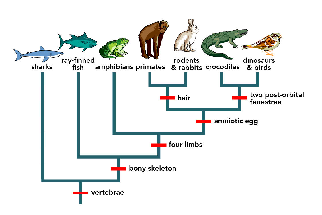 <p><span><span>study of the evolutionary history of life using observable characteristics of organisms, which is known as phylogenetic inference.</span></span></p>