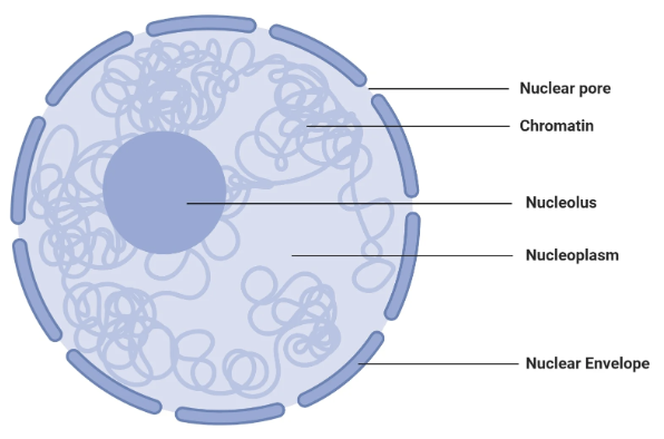 <p>organelles that synthesize ribosomes, one or more within the nucleus</p>