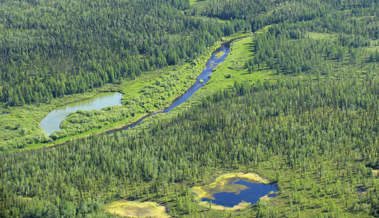 <p><strong>Značilne skupine rastlinstva</strong></p><p>Opiši rastlinstvo na sliki.</p>