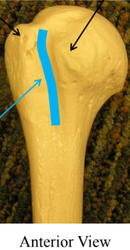 <p>What is the blue line </p>