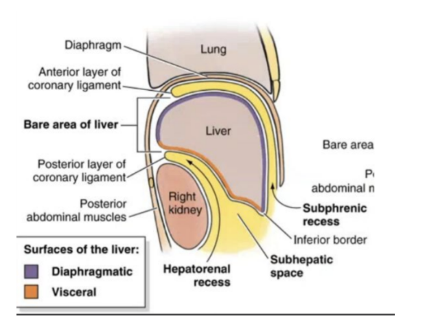<ul><li><p>Smooth &amp; domed, against inferior surface of diaphragm </p></li><li><p>Associated with suphrenic &amp; hepatorenal recesses —</p><ul><li><p>Subphrenic recess — separates diaphragmatic surface of liver from diaphragm &amp; is divided into right &amp; left areas by the falciform ligament — a structure derived from ventral mesentery in the embryo</p></li><li><p>Hepatorenal recess — part of peritoneal cavity on right side between liver &amp; right kidney &amp; right suprarenal gland</p></li></ul></li></ul>