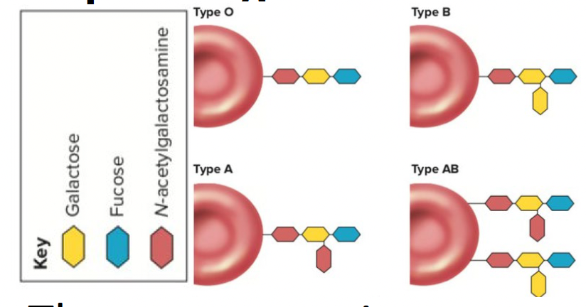 <p class="p2"><strong>All red blood cells </strong>carry the <strong>same “stem” glycoprotein </strong>(H) on their membrane surface, plus <strong>different </strong>glycoproteins on it → <strong>depending on the alleles </strong>that the person has</p>