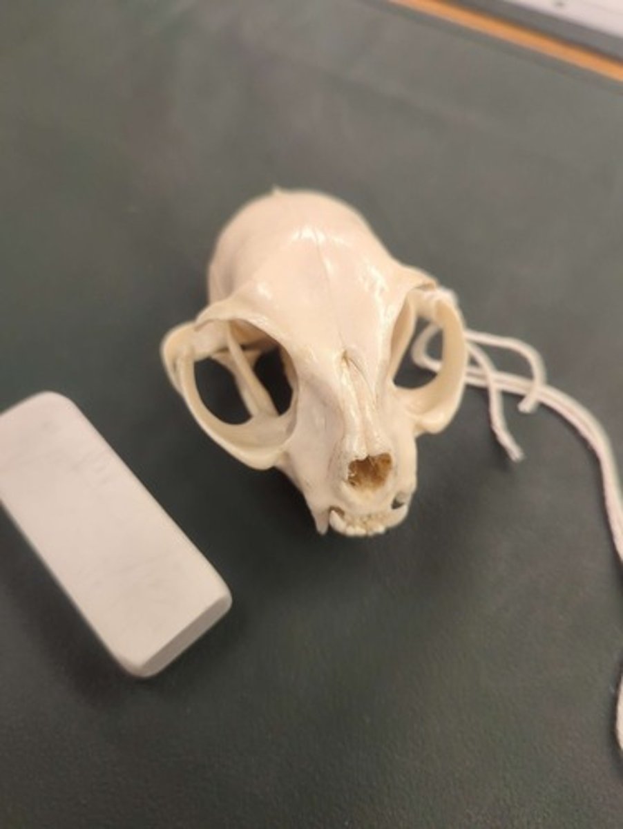 <p>What animal is this? Answer with "Skull" after animal name.</p>