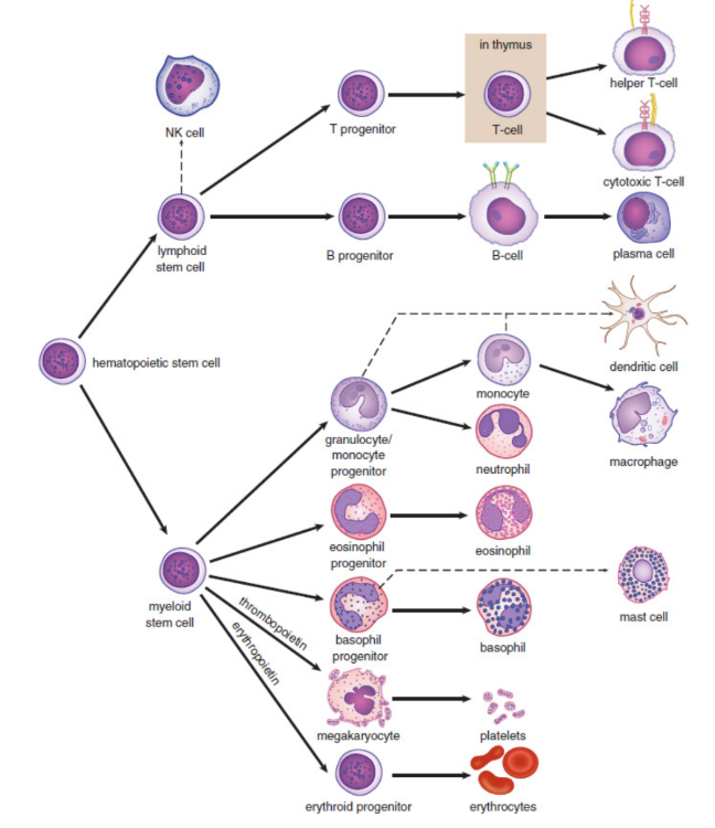 <p>development and differentiation of blood cells</p>
