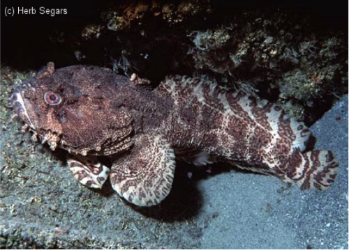 <p>Oyster Toadfish</p>