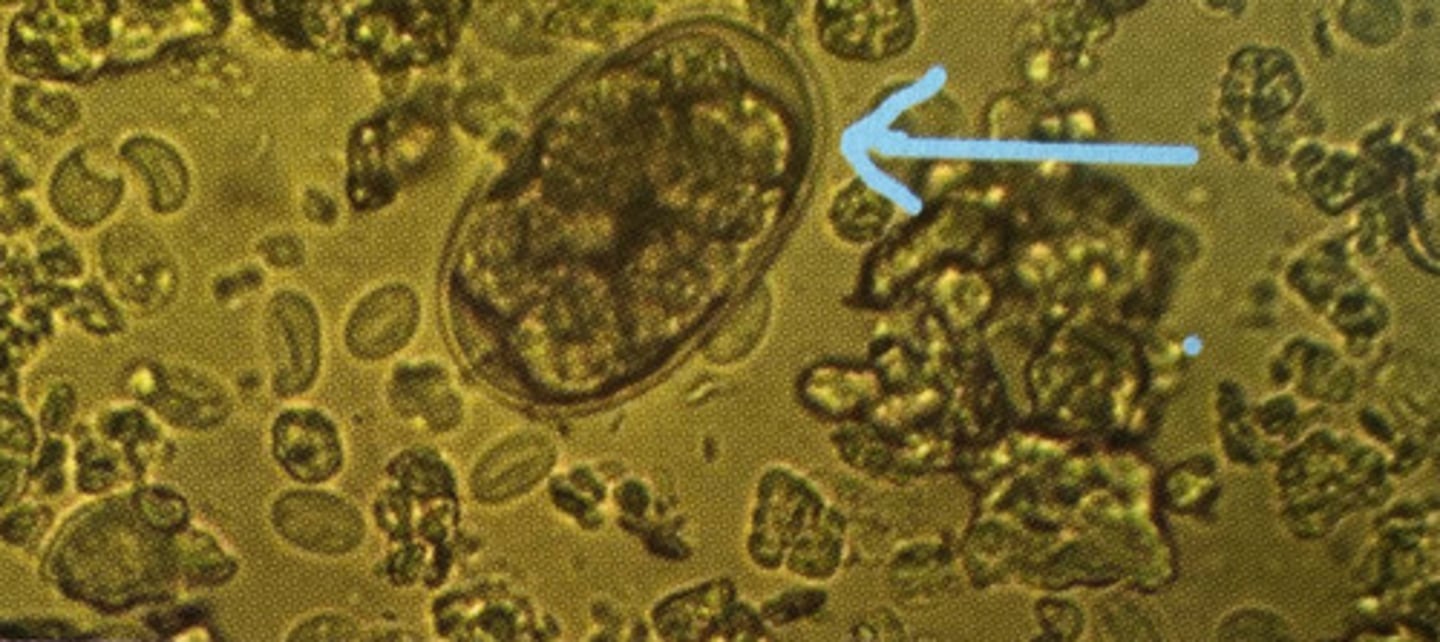 <p>What kind of egg is this</p>