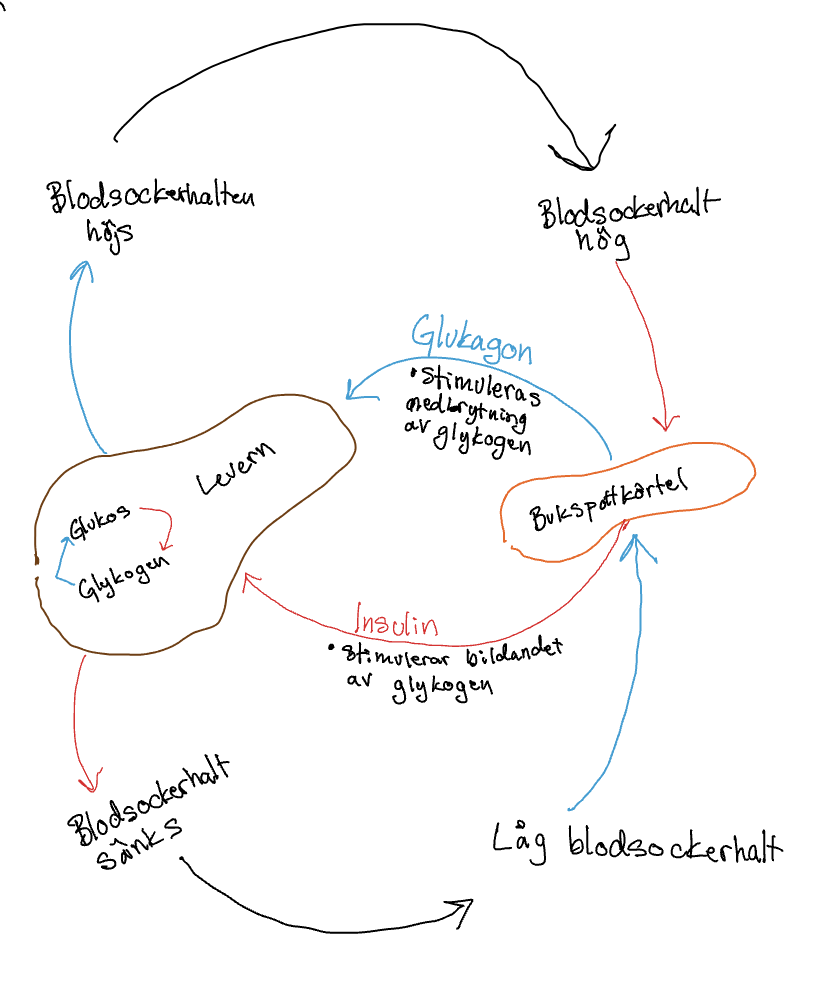 <p>Vid hög sockerhalt - insulin tillverkas av bukspottkörtlen och stimulerar glukos till glykogen i levern → sockerhalten sänks.</p><p>Vid låg sockerhalt - Glukagon tillverkas av bukspottkörteln och stimulerar glykogen till glukos -sockerhalten höjs.</p>