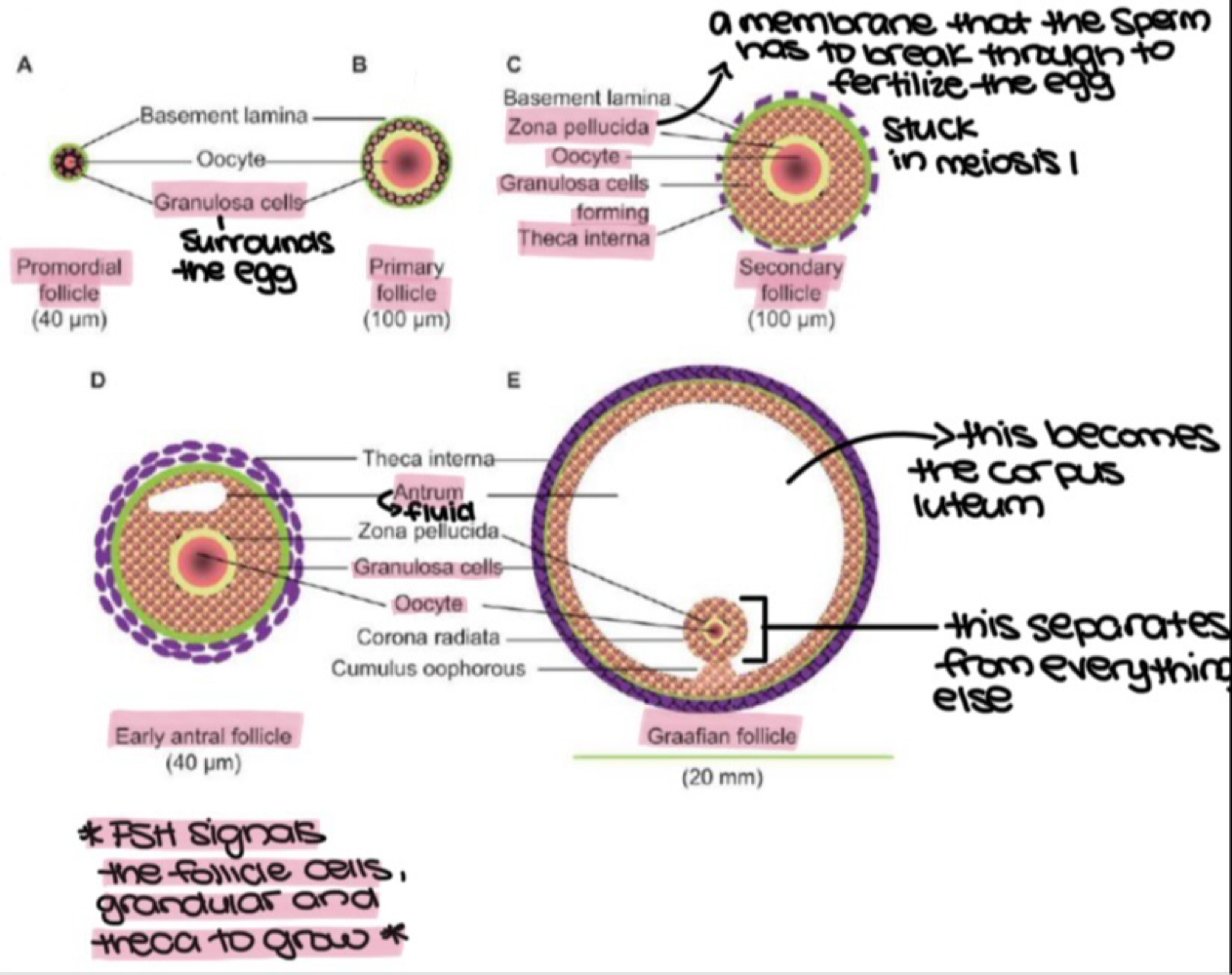 <ol><li><p>zona pellucida</p></li><li><p>granulosa cells</p></li><li><p>theca folliculi</p></li><li><p>antrum</p></li><li><p>antral follicles </p></li></ol><p></p>