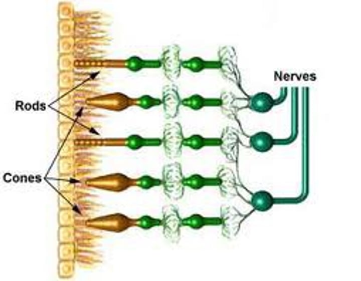 <p>retinal receptor cells that are concentrated near the center of the retina and that function in daylight or in well-lit conditions. The cones detect fine detail and give rise to color sensations. (Myers Psychology for AP 2e p. 173)</p>