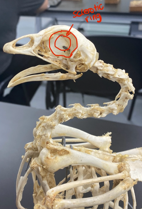 <p>sclerotic ring</p>