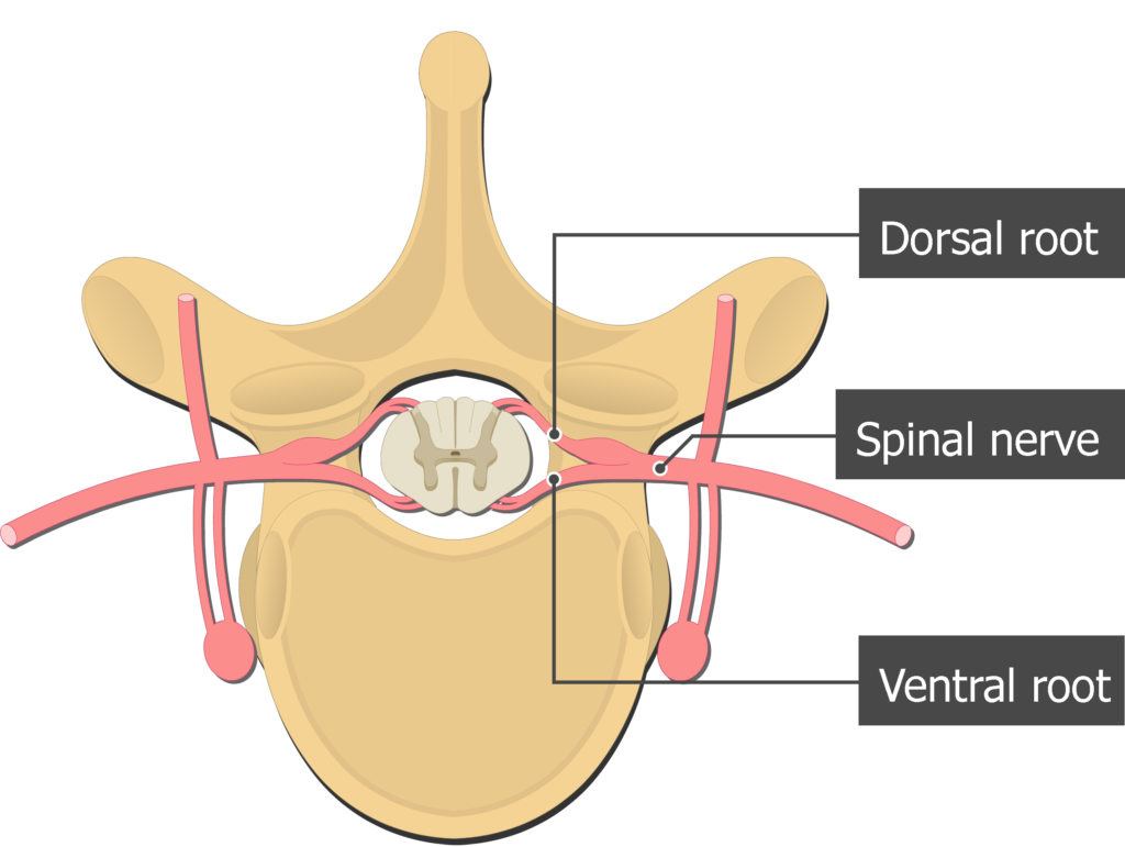 <p>(DORSAL ROOT) Posterior Ramus - Controls Muscles and Skin of Back - BACK ROOT</p><p>(VENTRAL ROOT) Anterior Ramus - Forms Nerve Plexuses - FRONT ROOT</p><p>Rami Communicants - Small Branches of Autonomic Fibers</p>