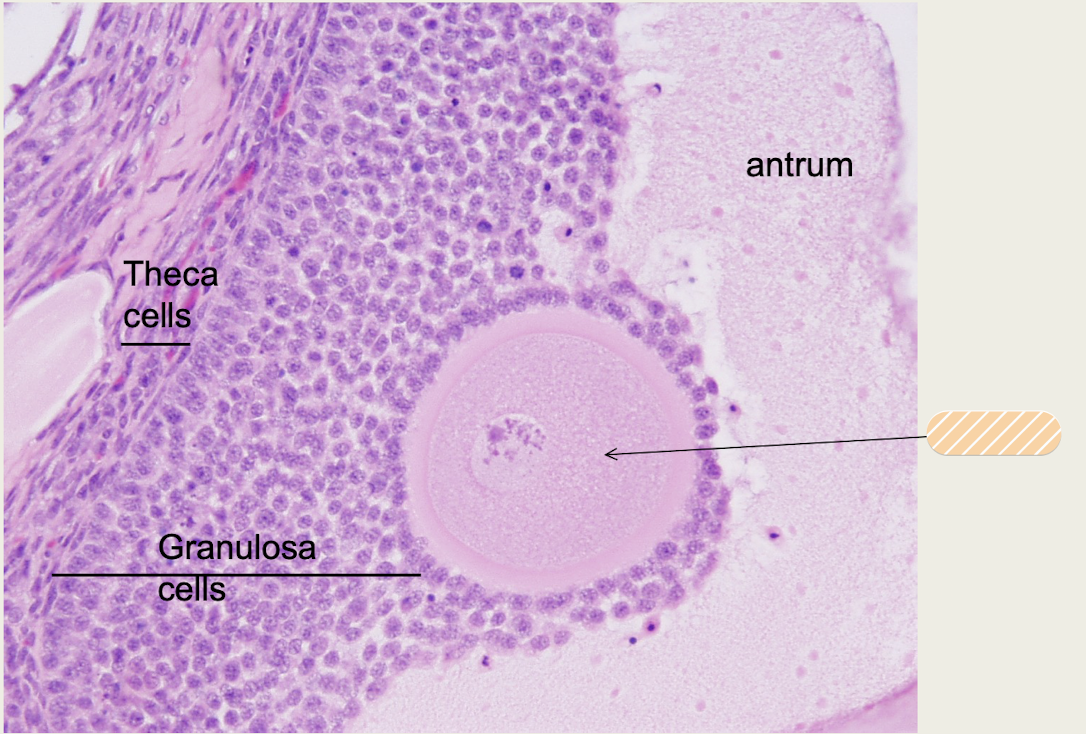 <p><span>female haploid gamete</span></p>