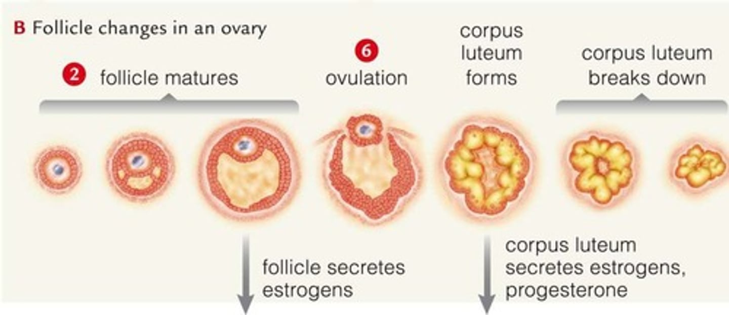 <p>Follicle-stimulating hormone promoting follicle maturation.</p>