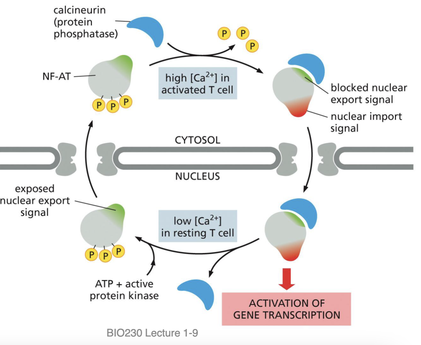 <p>low Calcium ions = nothing to attack: Nuclear Export </p><ul><li><p>Protein kinase adds three Phosphates → changes shape</p></li><li><p>This exposes nuclear export signal</p></li><li><p>Leaves nucleus </p></li></ul><p></p>