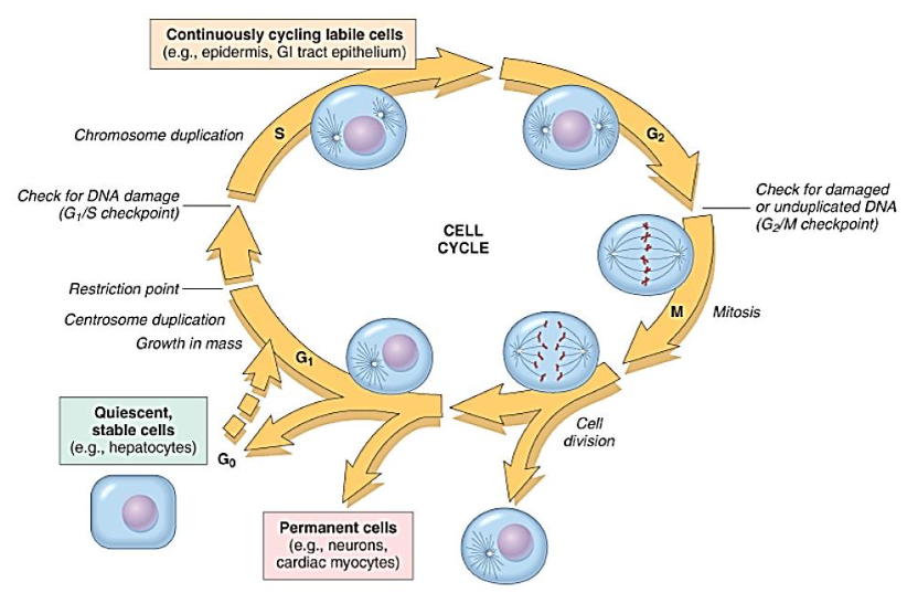 <p>Regenerative Capacity of Cells</p><ul><li><p><span><strong>[Labile, Quiescent, or Nondividing?]</strong></span><br></p><ul><li><p>Proliferate throughout life</p></li><li><p>Continuously replacing dying cells</p></li><li><p>Examples:</p><ul><li><p><strong><u>Epithelia</u></strong> (skin, oral cavity, vagina, GI tract, transitional epithelium of urinary bladder)&nbsp;</p></li></ul></li></ul></li></ul><p></p>