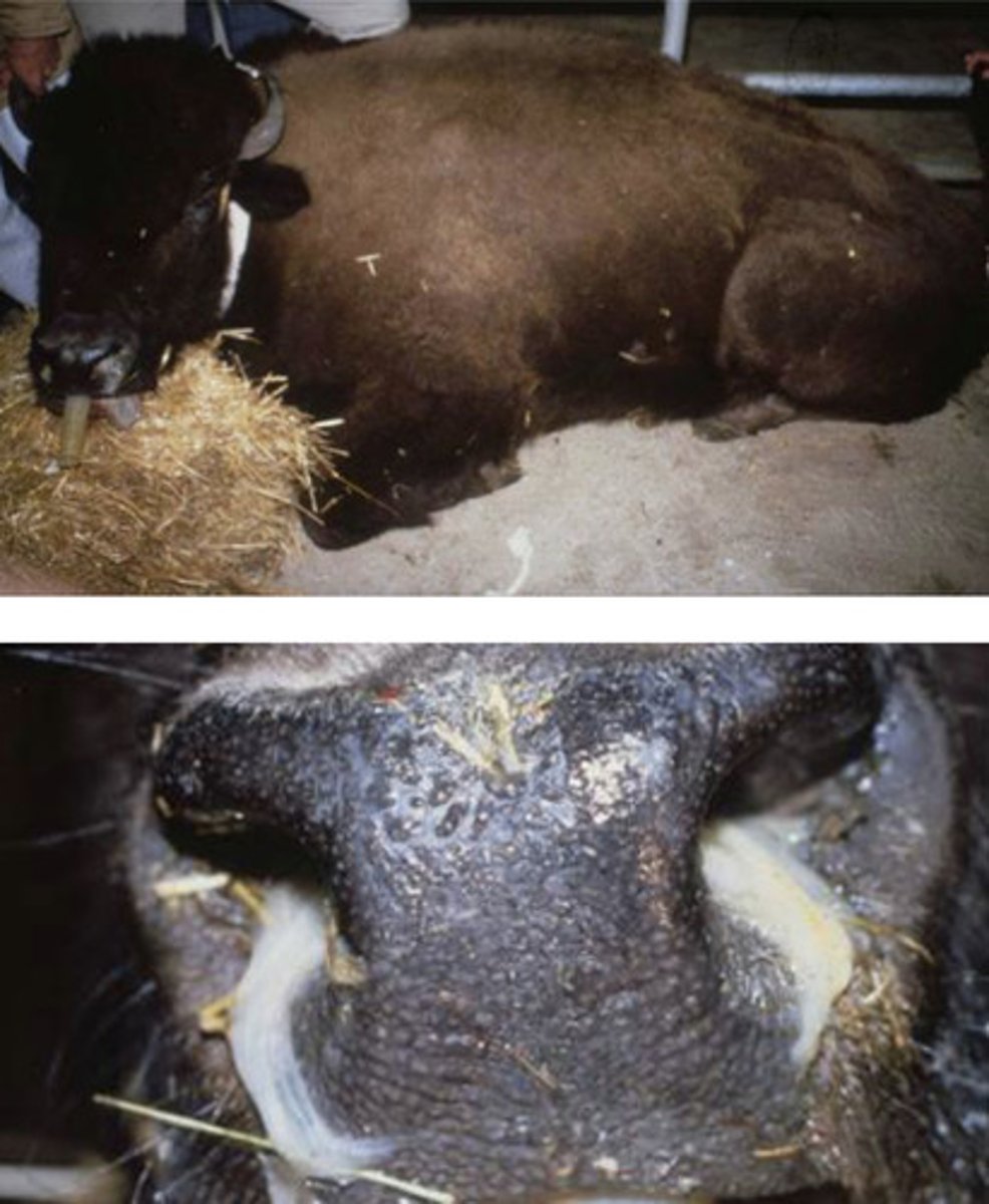 <p>-caused by a cell associated herpes virus <br>-has an African and North American types of virus (both types occur in the USA)<br>-North American type is mostly associated with sheep; virus has not been isolated<br>-can occur in American Bison <br>-100% mortality rate</p>