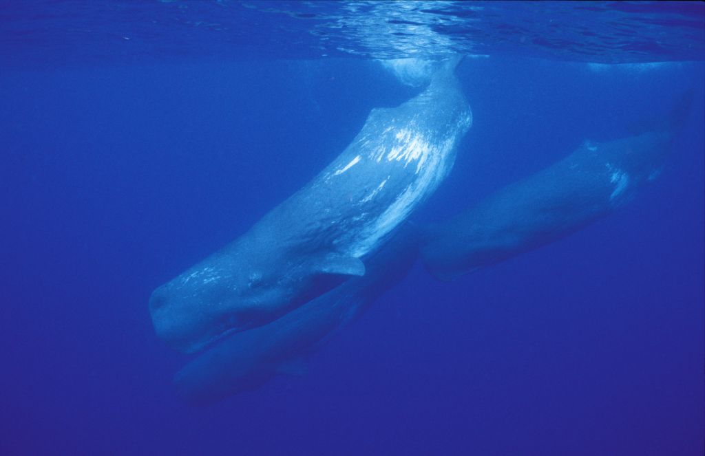 <p>Large, trunk-shaped square head, blowhole on the left side of the front of the head, small dorsal fin (triangular shape).</p>