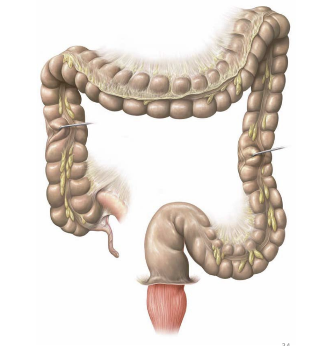 <ul><li><p>begins at end of ileum in lower right quadrant</p></li><li><p>extends superiorly to liver</p></li><li><p>runs left to spleen</p></li><li><p>descends on left pelvis</p></li><li><p>terminates at anus</p></li></ul><p></p>