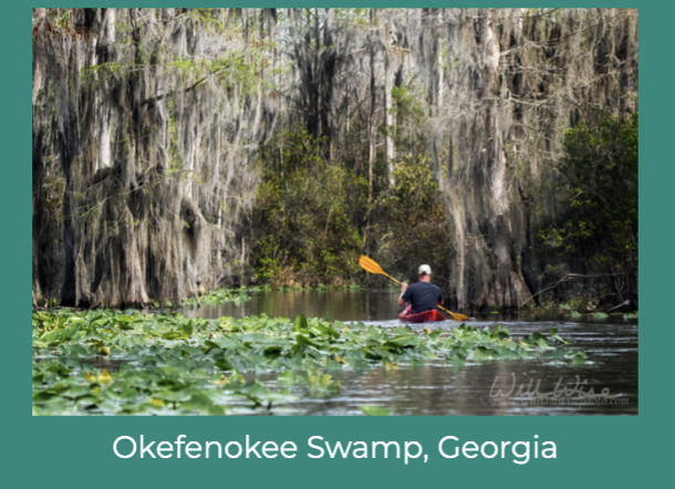 <p><span><strong>Freshwater Inland Wetlands</strong></span></p>