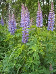 <p><em>Lupinus</em></p>