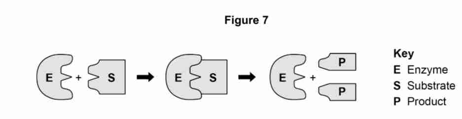 <p><strong>Figure 7</strong> shows a model of a theory.</p><p>Explain the <strong>“lock and key”</strong> theory of the enzyme action. [3]</p>