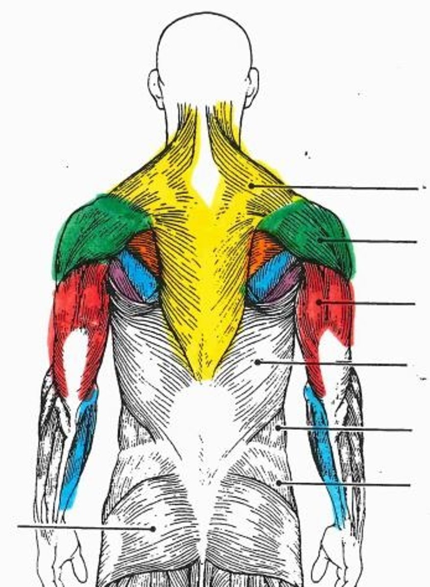 <p>orange muscle</p>