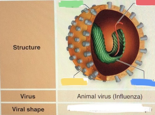 virus structure
capsid containing RNA